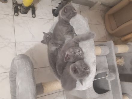 Unsere reinrassige BKH Katze hat am 11.05.2022 Kätzchen