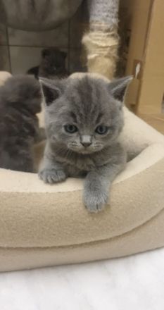 Unsere reinrassige BKH Katze hat am 11.05.2022 Kätzchen