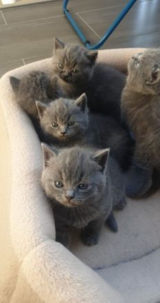 Unsere reinrassige BKH Katze hat am 11.05.2022 Kätzchen