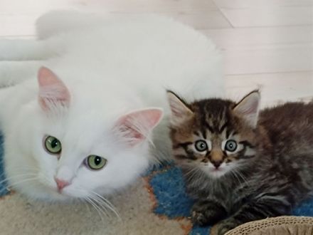 Wir haben aus unserem Wurf vom 14.5.2022 je zwei