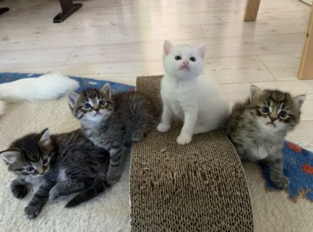 Wir haben aus unserem Wurf vom 14.5.2022 je zwei