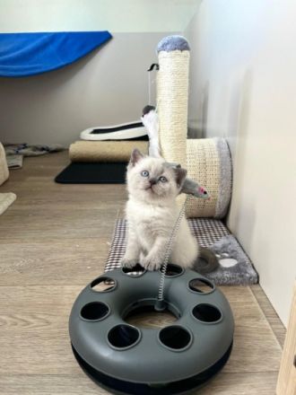 Wir als Familie sind Hobbyzüchter und unsere Katze