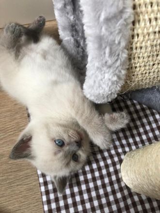 Wir als Familie sind Hobbyzüchter und unsere Katze