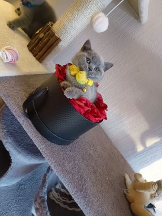 Meine kleine coco hat vier Wunderschöne kleine Baby