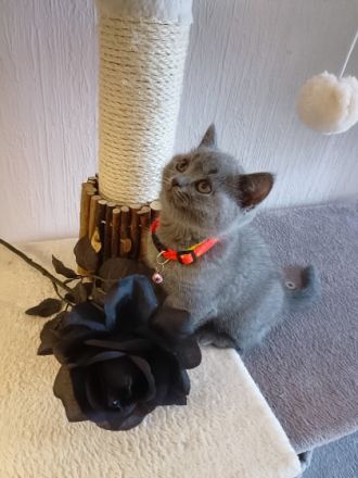 Meine kleine coco hat vier Wunderschöne kleine Baby