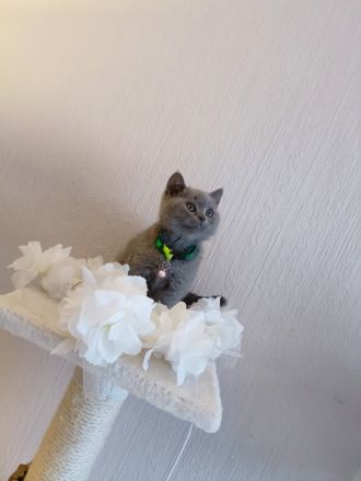 Meine kleine coco hat vier Wunderschöne kleine Baby