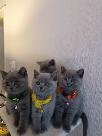 Meine kleine coco hat vier Wunderschöne kleine Baby