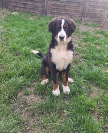 Unsere kleine Rasselbande bestehend aus 2 Weibchen und