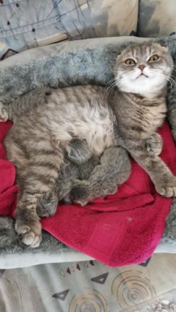 Unsere Kitty hat am 01.06.2022 4 wundervolle Babys zur