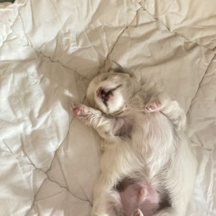 Ari, Süßer kleiner Welpe zu verkaufen nur an Fam. ohne