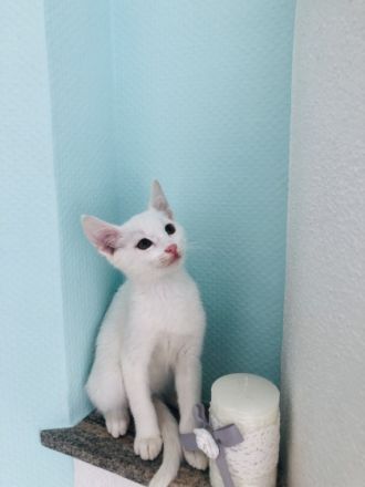 Wunderschöne Babykatzen (männliche) Stubenrein und