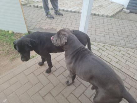 Ich verkaufe meinen Cane Corso namens Ares da meine