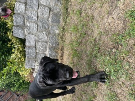 Ich verkaufe meinen Cane Corso namens Ares da meine