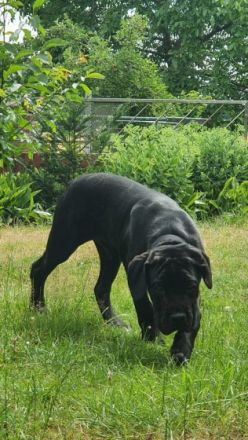 Ich verkaufe meinen Cane Corso namens Ares da meine