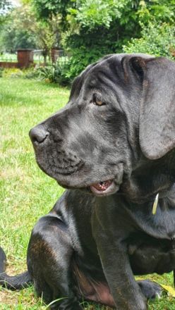 Ich verkaufe meinen Cane Corso namens Ares da meine