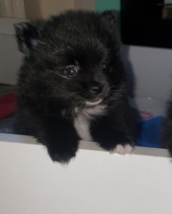 Hallo ihr Lieben, Wir haben noch einen Pomi Rüden in