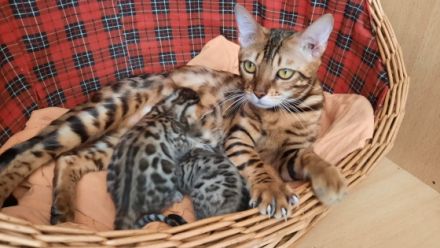 Hallo Katzenfreunde!!! Unsere Dame Gelly hat am 20.04