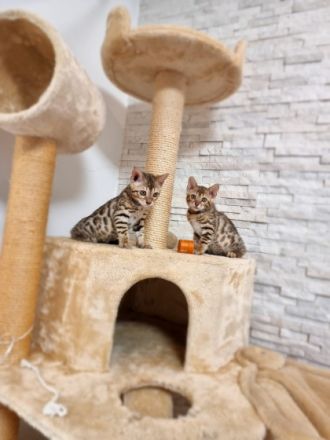 Hallo Katzenfreunde!!! Unsere Dame Gelly hat am 20.04