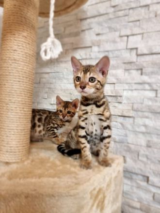 Hallo Katzenfreunde!!! Unsere Dame Gelly hat am 20.04