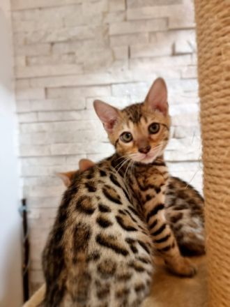 Hallo Katzenfreunde!!! Unsere Dame Gelly hat am 20.04