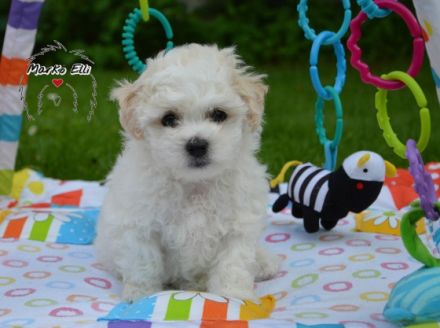 Krásný kluk. Boloňský psík s FCI průkazem původu hledá