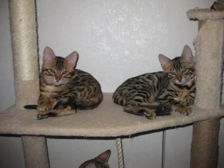 Reinrassige Bengalkitten .Auszug fertig Am 11.06. 2022