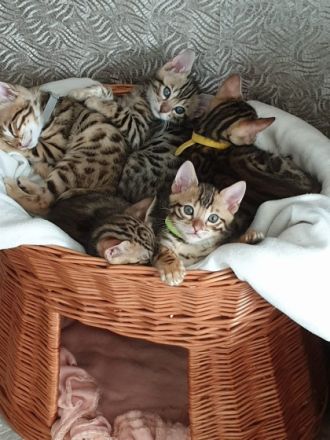 Reinrassige Bengalkitten .Auszug fertig Am 11.06. 2022