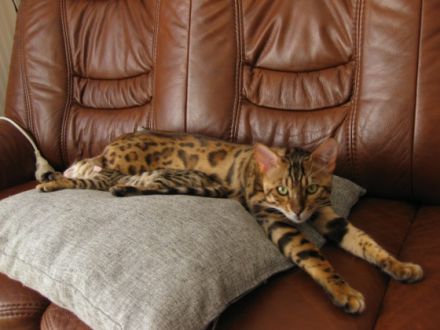 Reinrassige Bengalkitten .Auszug fertig Am 11.06. 2022