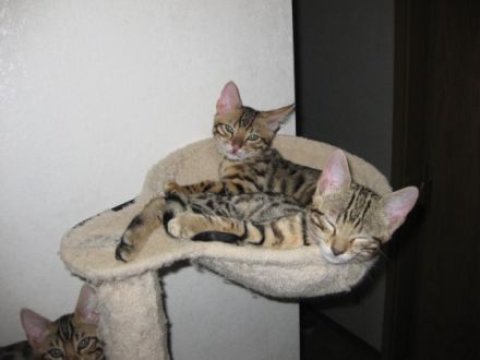 Reinrassige Bengalkitten .Auszug fertig Am 11.06. 2022