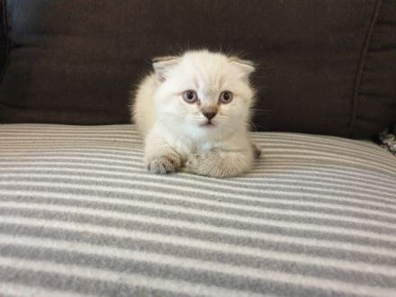 Wir haben zauberhafte Kätzchen in liebevolle Hände