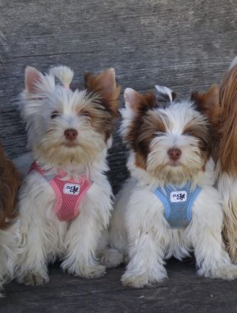 Sie wissen gut sozialisierte Welpen zu schätzen und