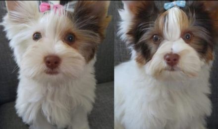 Sie wissen gut sozialisierte Welpen zu schätzen und