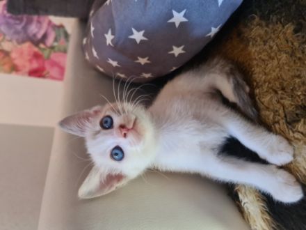 Hallo, Meine Kitten geboren am 13.05.2022 sind am 5.