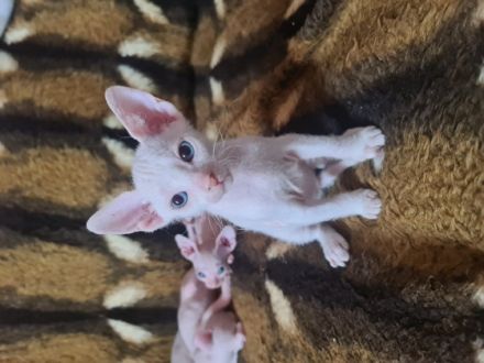 Hallo, Meine Kitten geboren am 13.05.2022 sind am 5.