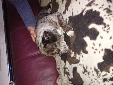 Hallo mein Name ist Hasselhoff, ich bin ein 9Jahre