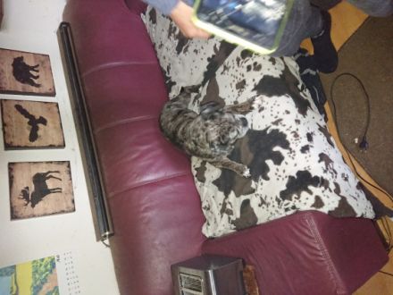 Hallo mein Name ist Hasselhoff, ich bin ein 9Jahre