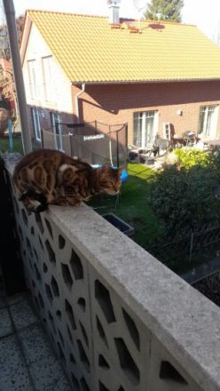 Levi & Taby, Sehr liebevolle, Kinderliebe Jungkater