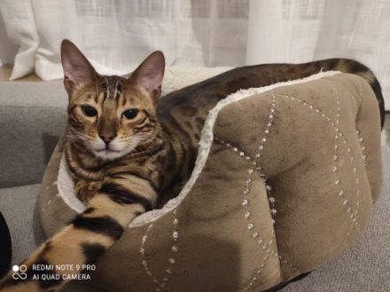 Levi & Taby, Sehr liebevolle, Kinderliebe Jungkater