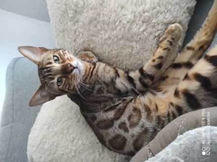 Levi & Taby, Sehr liebevolle, Kinderliebe Jungkater