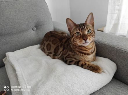 Levi & Taby, Sehr liebevolle, Kinderliebe Jungkater