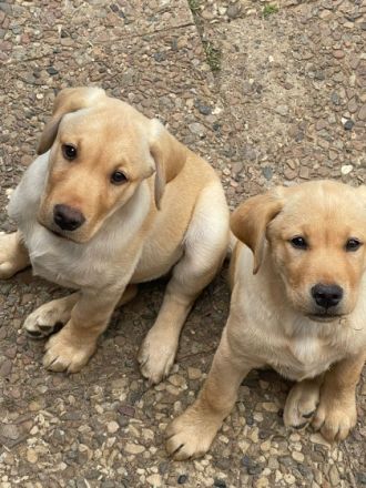 6 Labrador Welpen, 5 Weibchen, 1 Rüden. Aktuell 11
