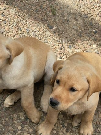 6 Labrador Welpen, 5 Weibchen, 1 Rüden. Aktuell 11
