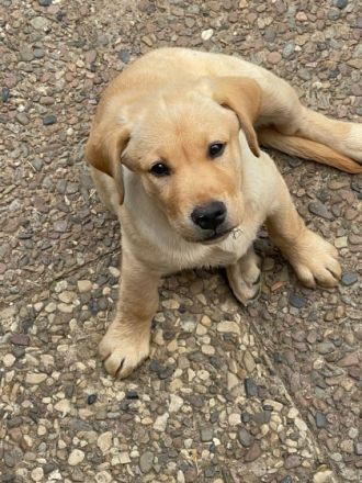 6 Labrador Welpen, 5 Weibchen, 1 Rüden. Aktuell 11