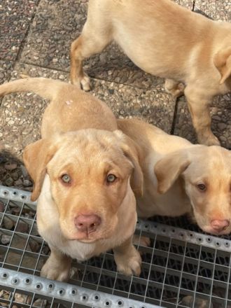 6 Labrador Welpen, 5 Weibchen, 1 Rüden. Aktuell 11