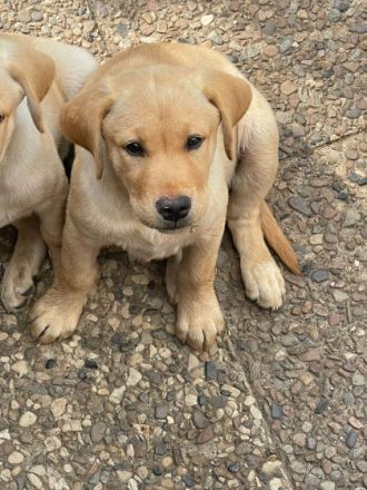 6 Labrador Welpen, 5 Weibchen, 1 Rüden. Aktuell 11