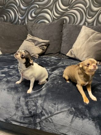 WIR SIND KEINE ZUCHTFAMILIE!!! Am 13.03.2022 hat unsere