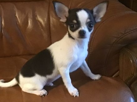 WIR SIND KEINE ZUCHTFAMILIE!!! Am 13.03.2022 hat unsere