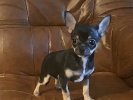 WIR SIND KEINE ZUCHTFAMILIE!!! Am 13.03.2022 hat unsere