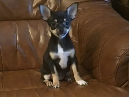 WIR SIND KEINE ZUCHTFAMILIE!!! Am 13.03.2022 hat unsere