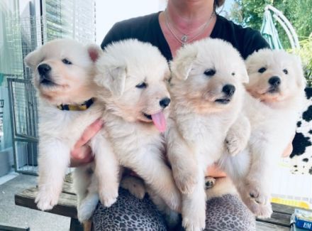 Auf der Suche nach einem tollen Zuhause, ein Rüden und